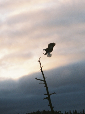 [Eagle is close to the top of a tree and has its feet outstretched for the landing. ]